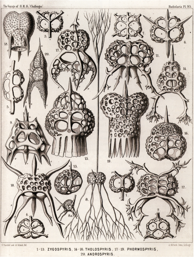 Art Forms from the Ocean