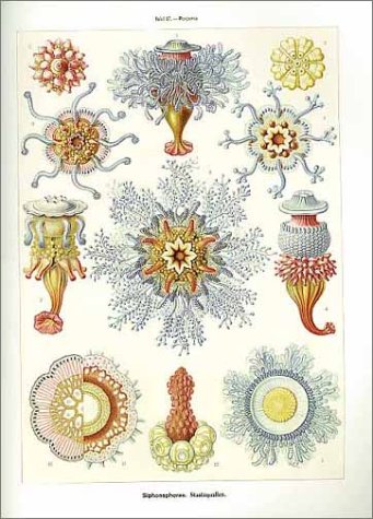 Art Forms in Nature: The Prints of Ernst Haeckel