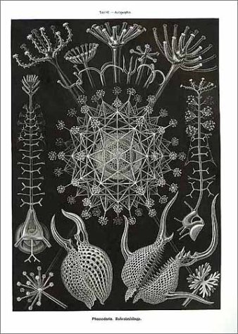 Art Forms in Nature: The Prints of Ernst Haeckel
