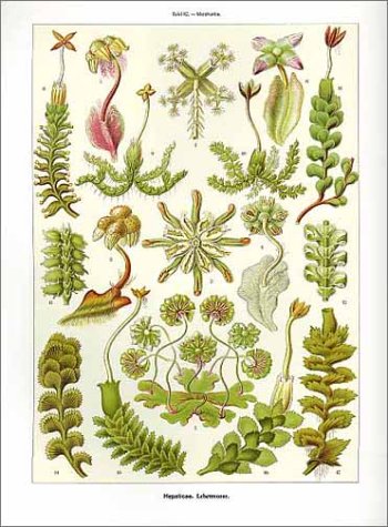 Art Forms in Nature: The Prints of Ernst Haeckel