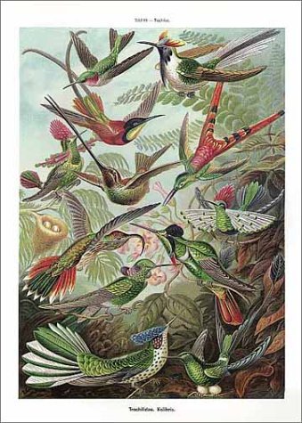 Art Forms in Nature: The Prints of Ernst Haeckel
