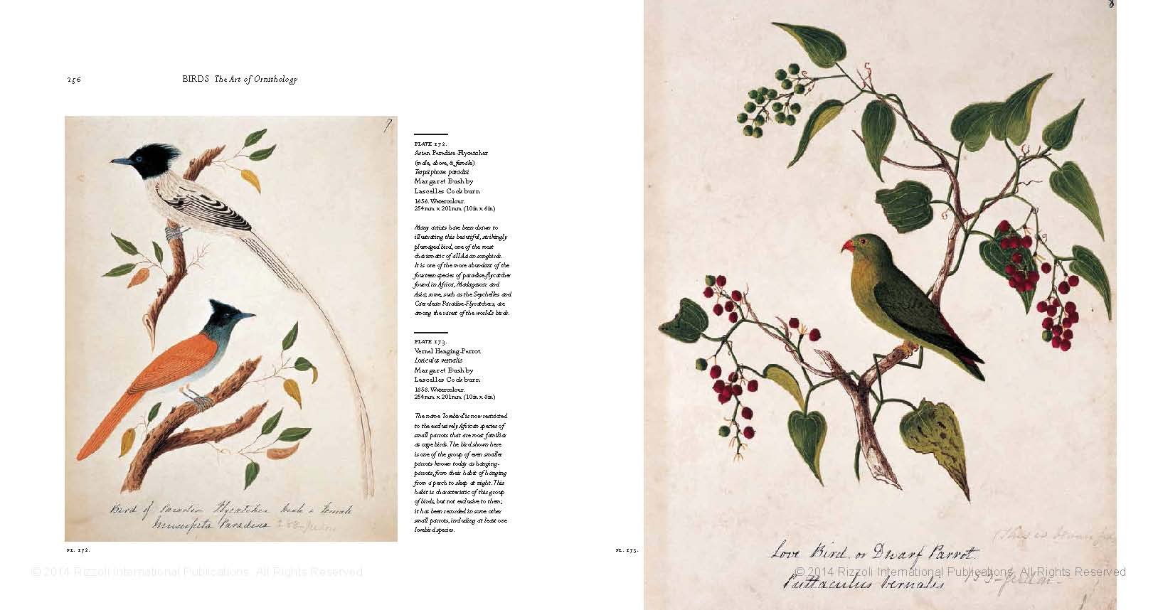 Birds - The Art of Ornithology