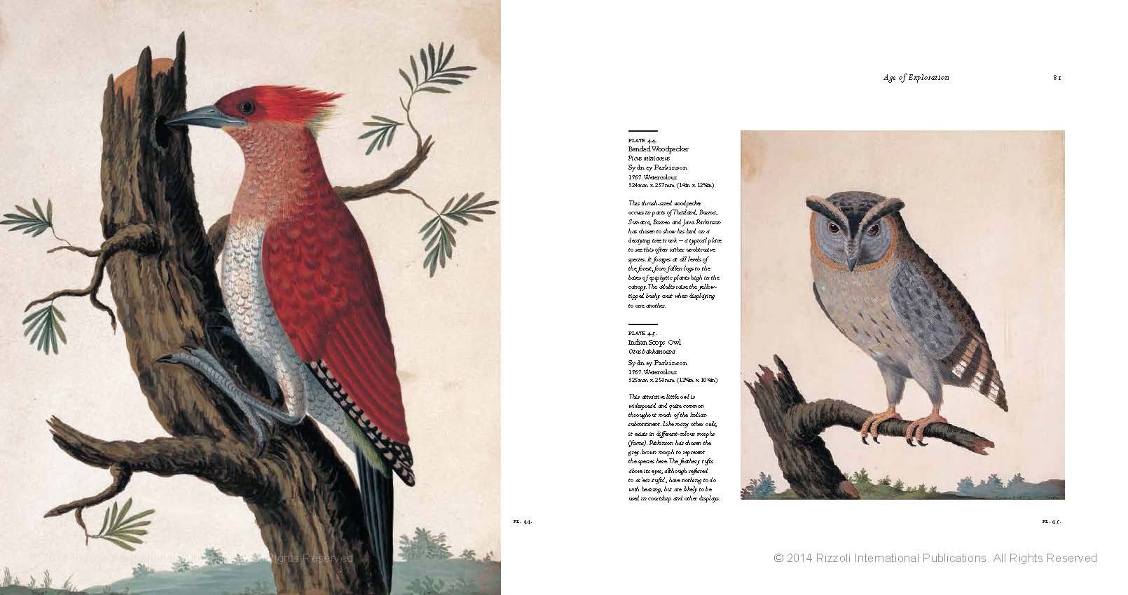 Birds - The Art of Ornithology