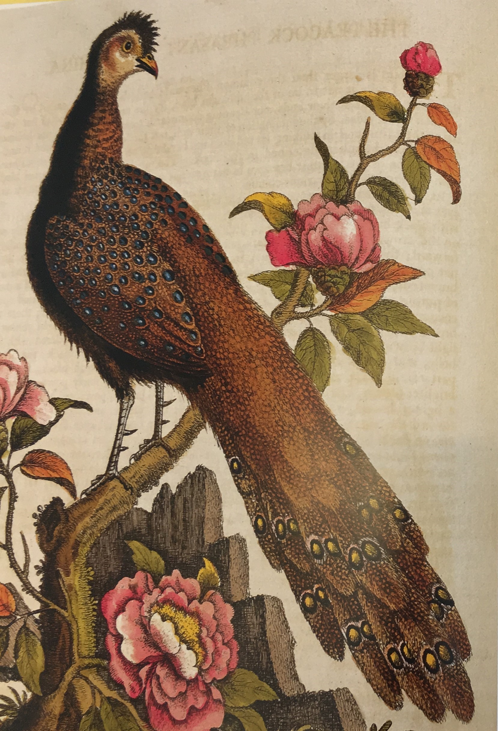 Birds - The Art of Ornithology