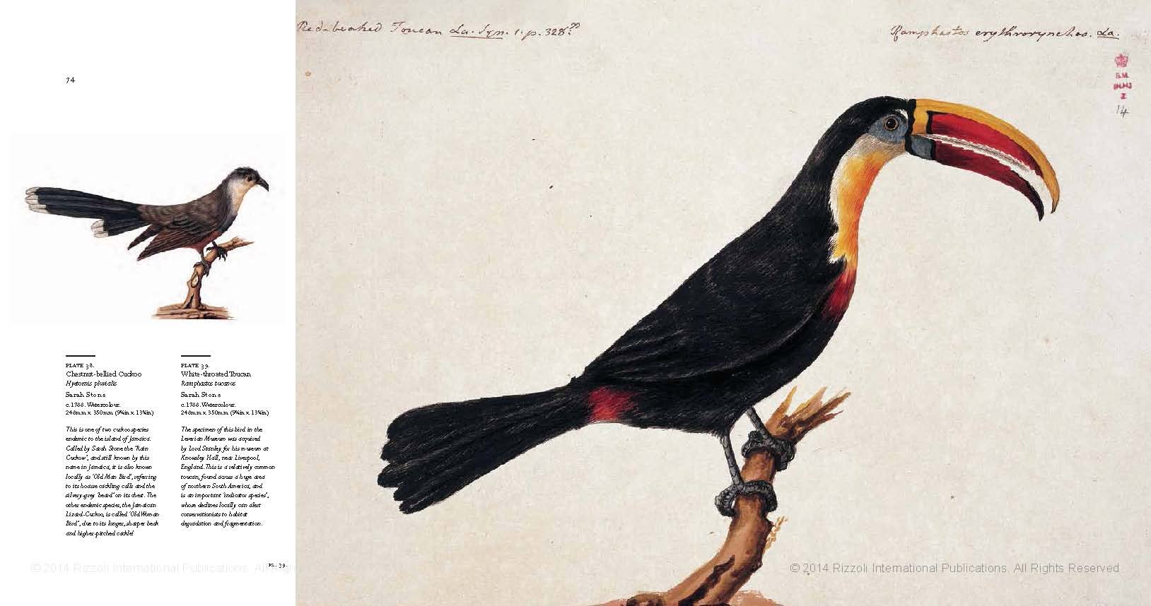 Birds - The Art of Ornithology