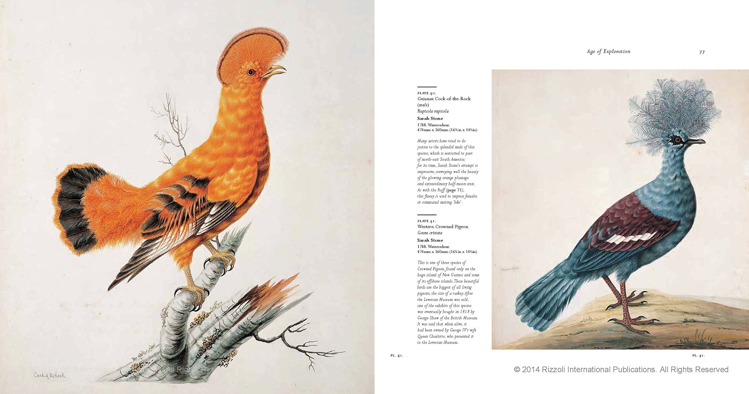 Birds - The Art of Ornithology