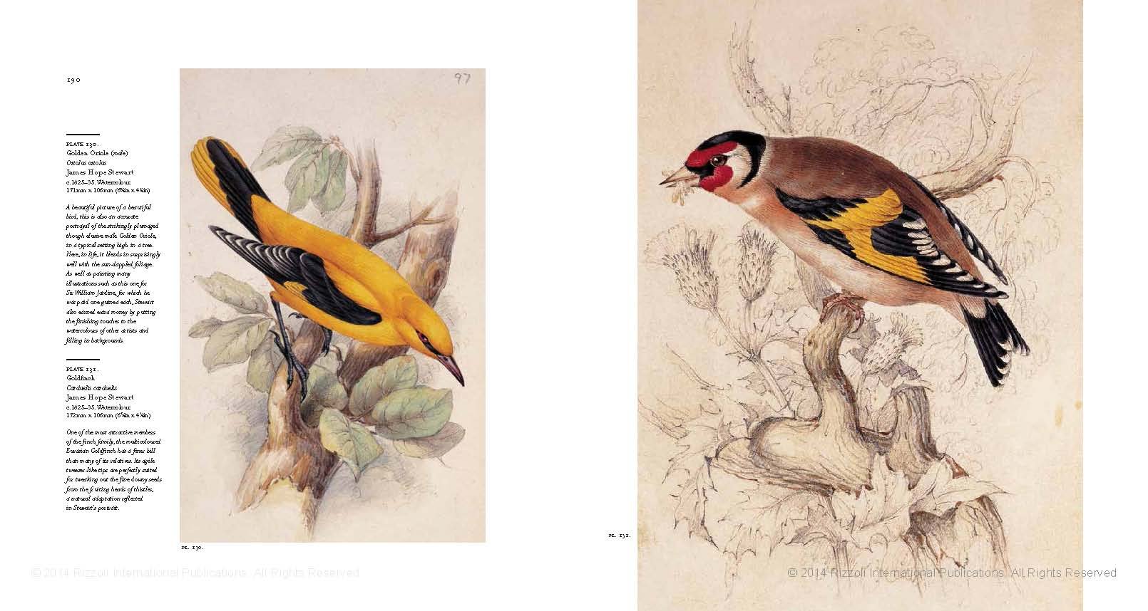 Birds - The Art of Ornithology