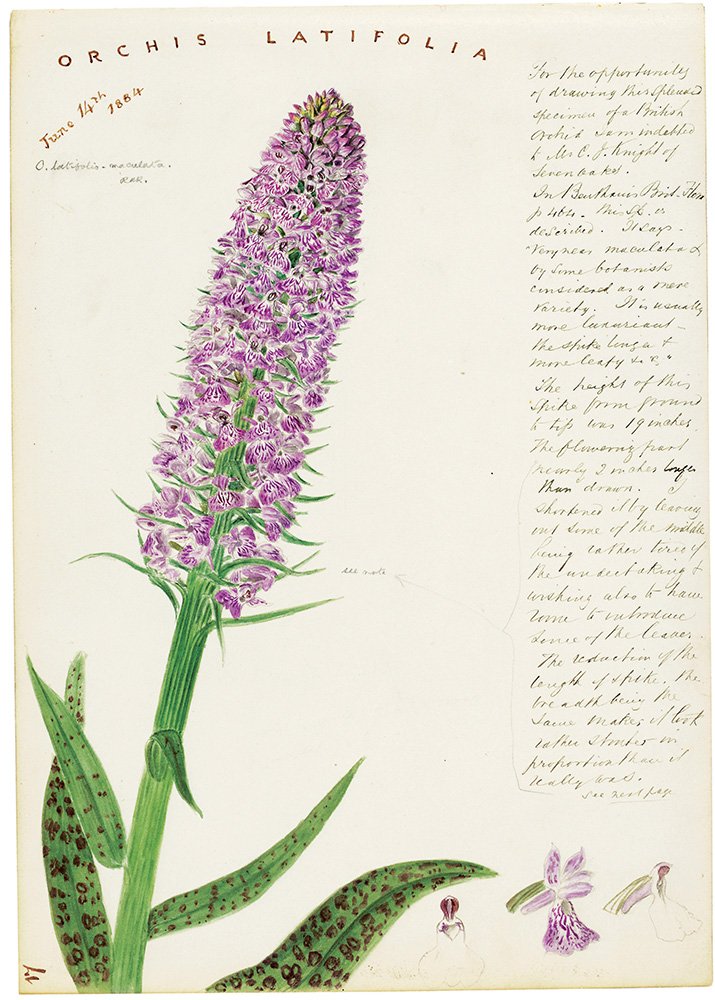Botanical Sketchbooks