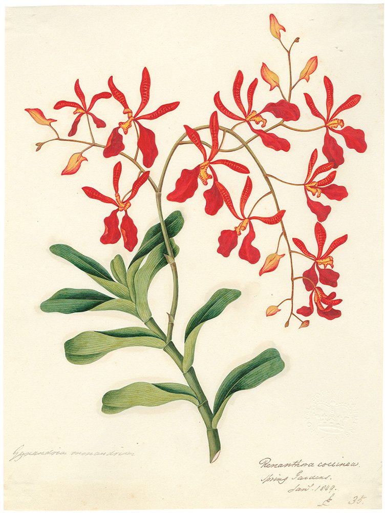 Botanical Sketchbooks