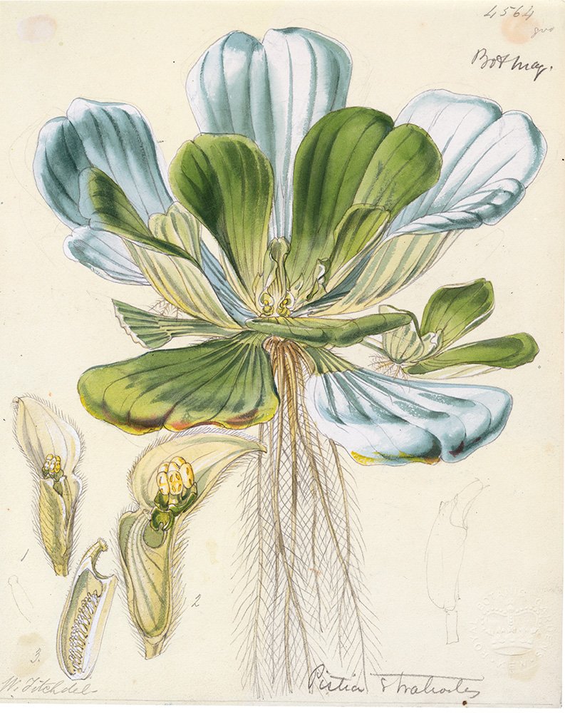 Botanical Sketchbooks