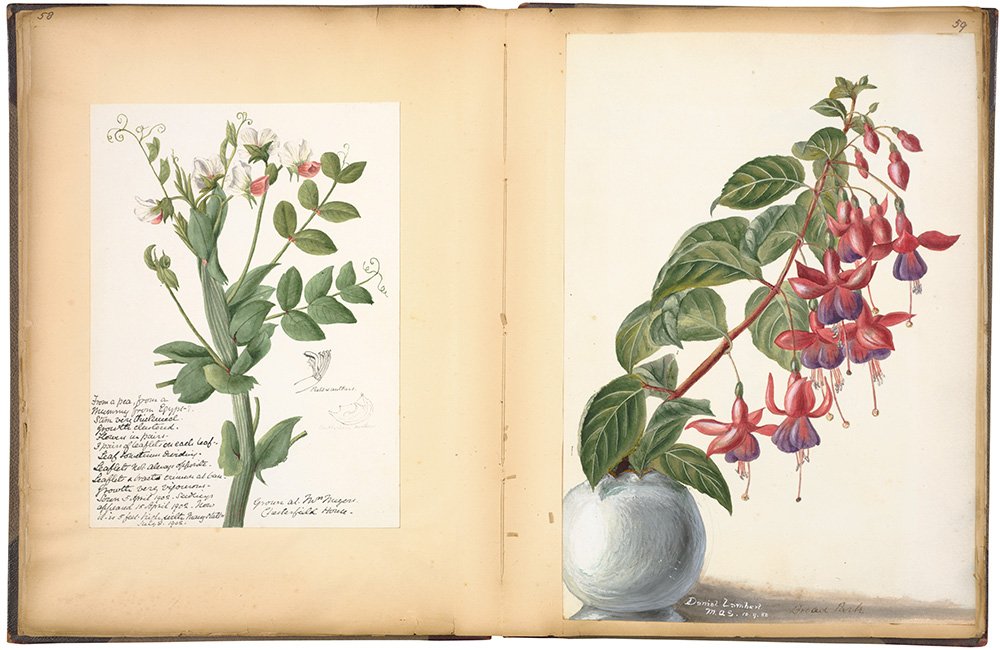 Botanical Sketchbooks