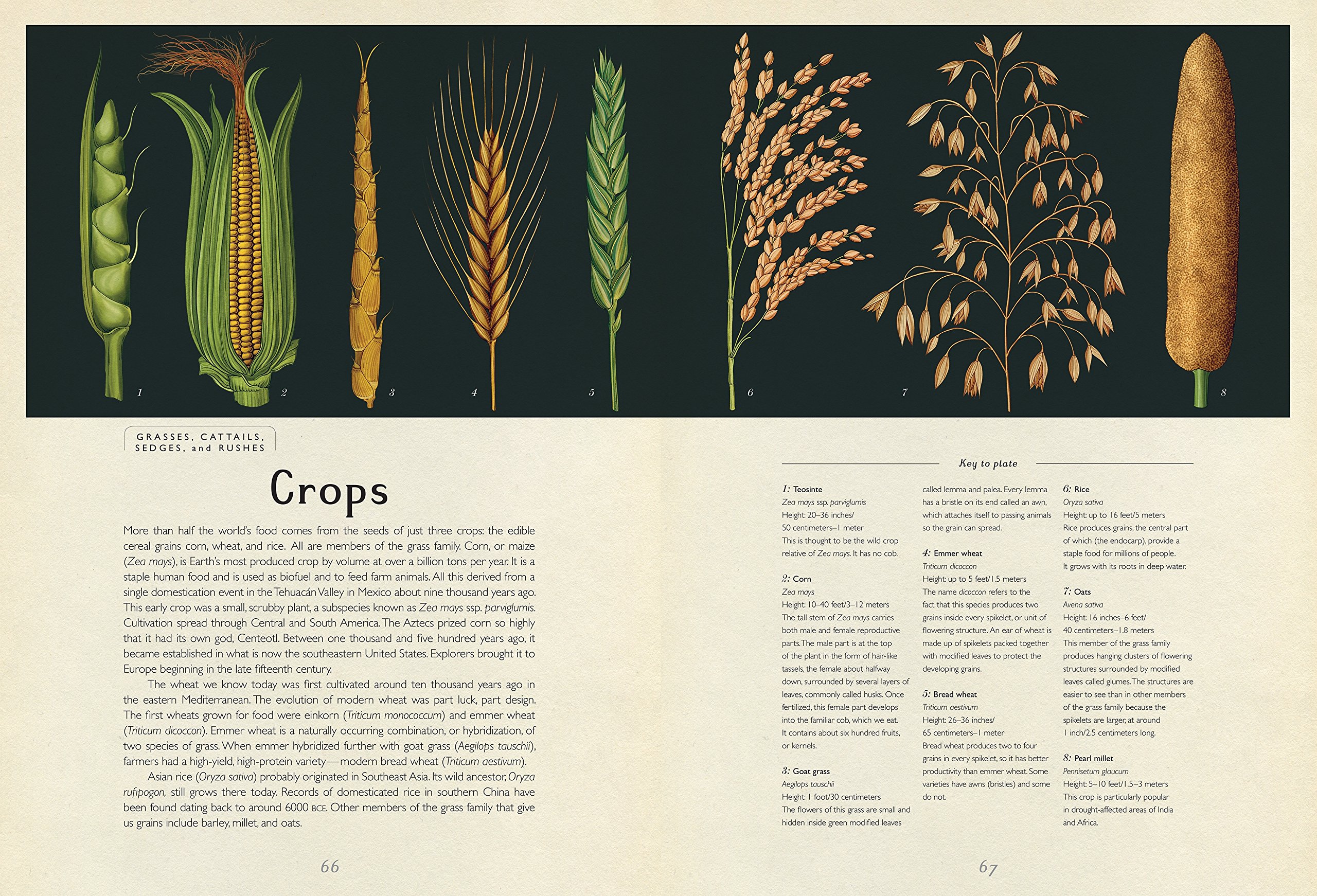 Botanicum: Welcome to the Museum