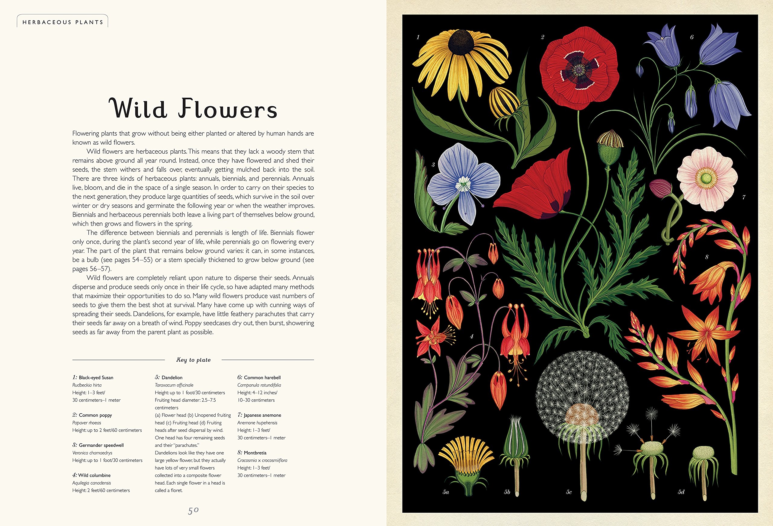 Botanicum: Welcome to the Museum