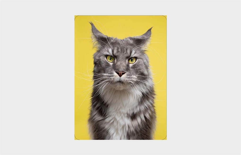 Do You Look Like Your Cat? Card & Memory Game משחק קלפים משחק זיכרון