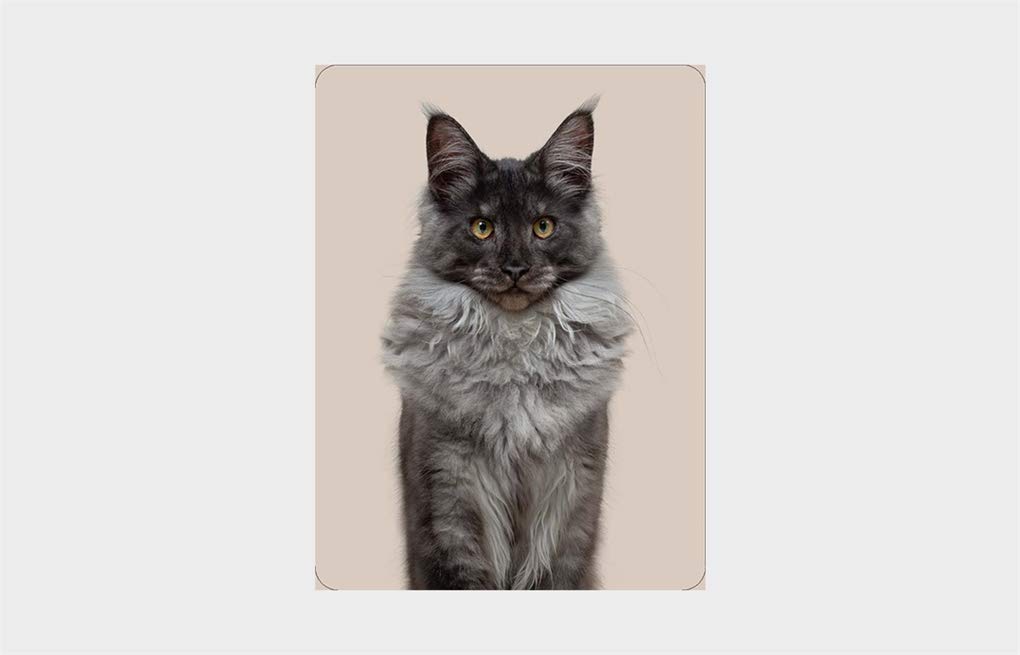 Do You Look Like Your Cat? Card & Memory Game משחק קלפים משחק זיכרון