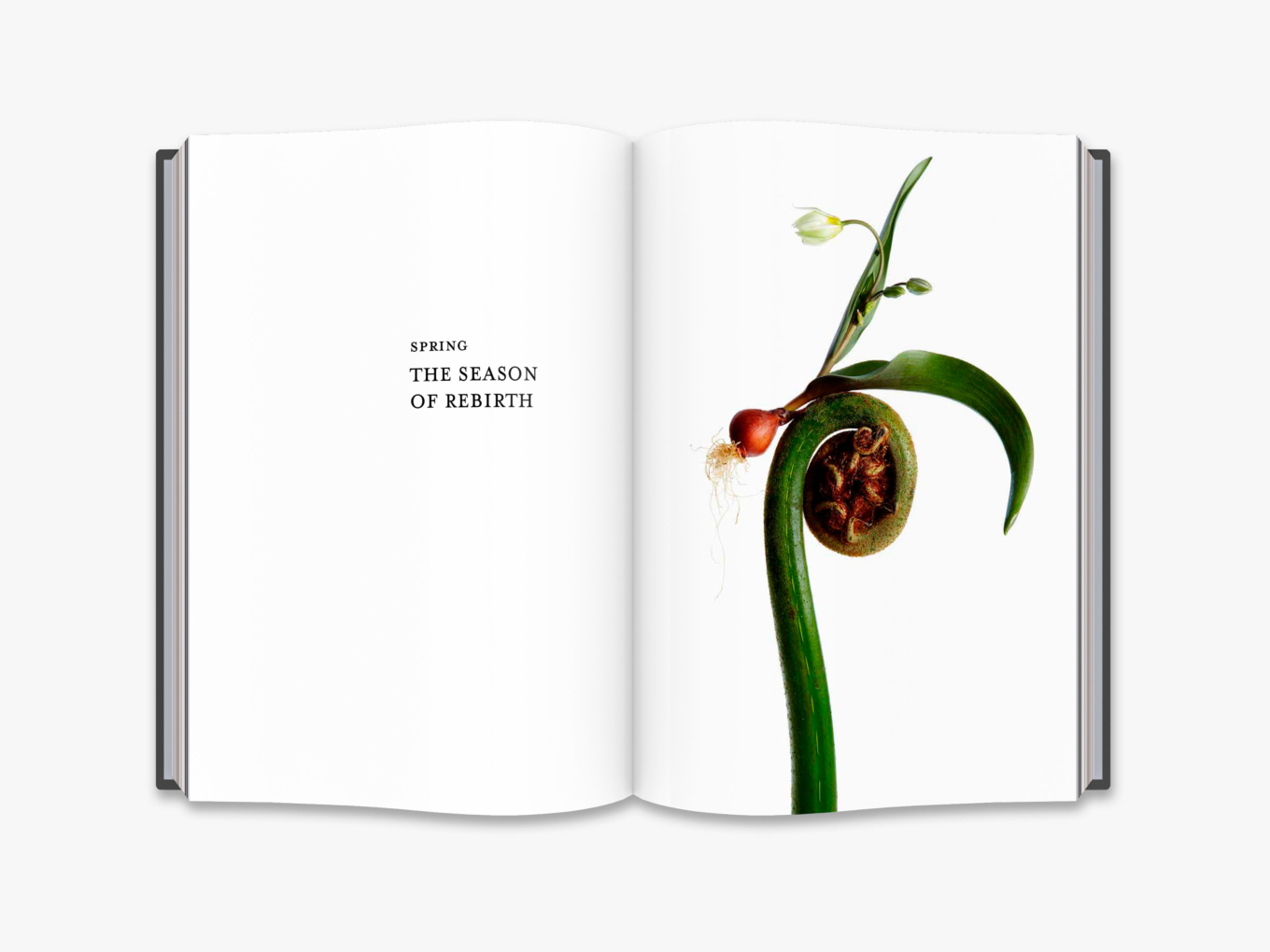 Flora Magnifica The Art of Flowers in Four Seasons