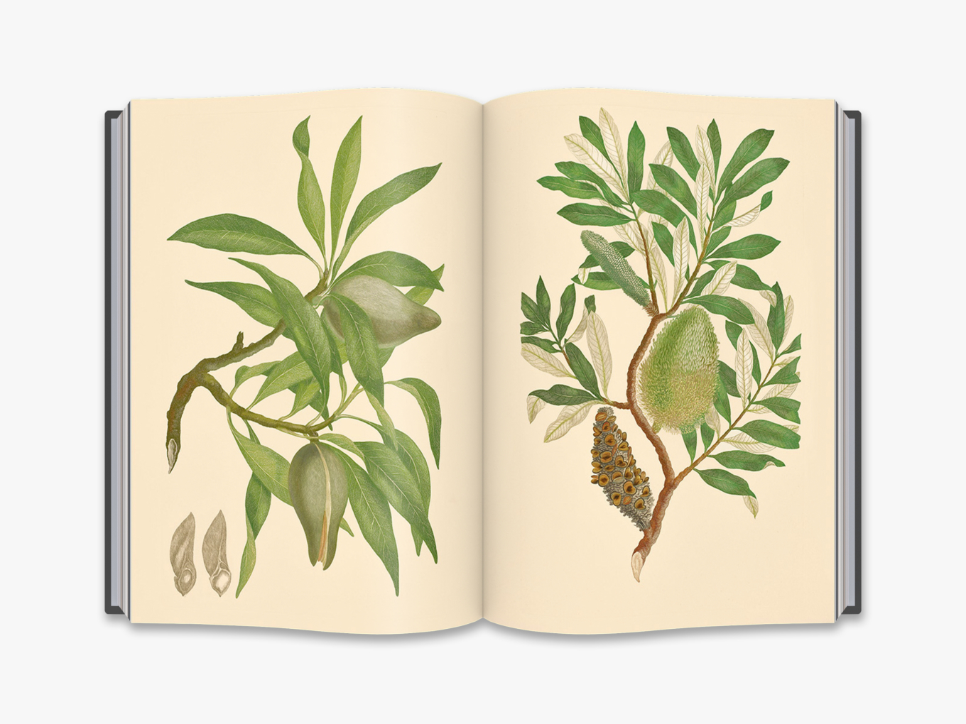 Joseph Banks' Florilegium Botanical Treasures from Cook's First Voyage