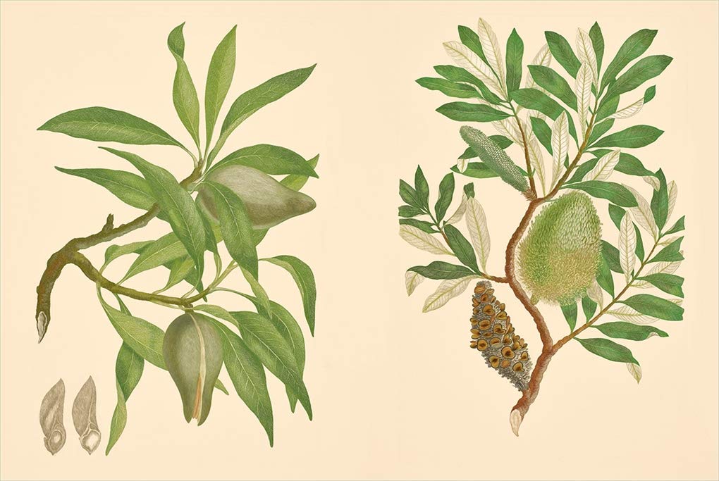 Joseph Banks' Florilegium