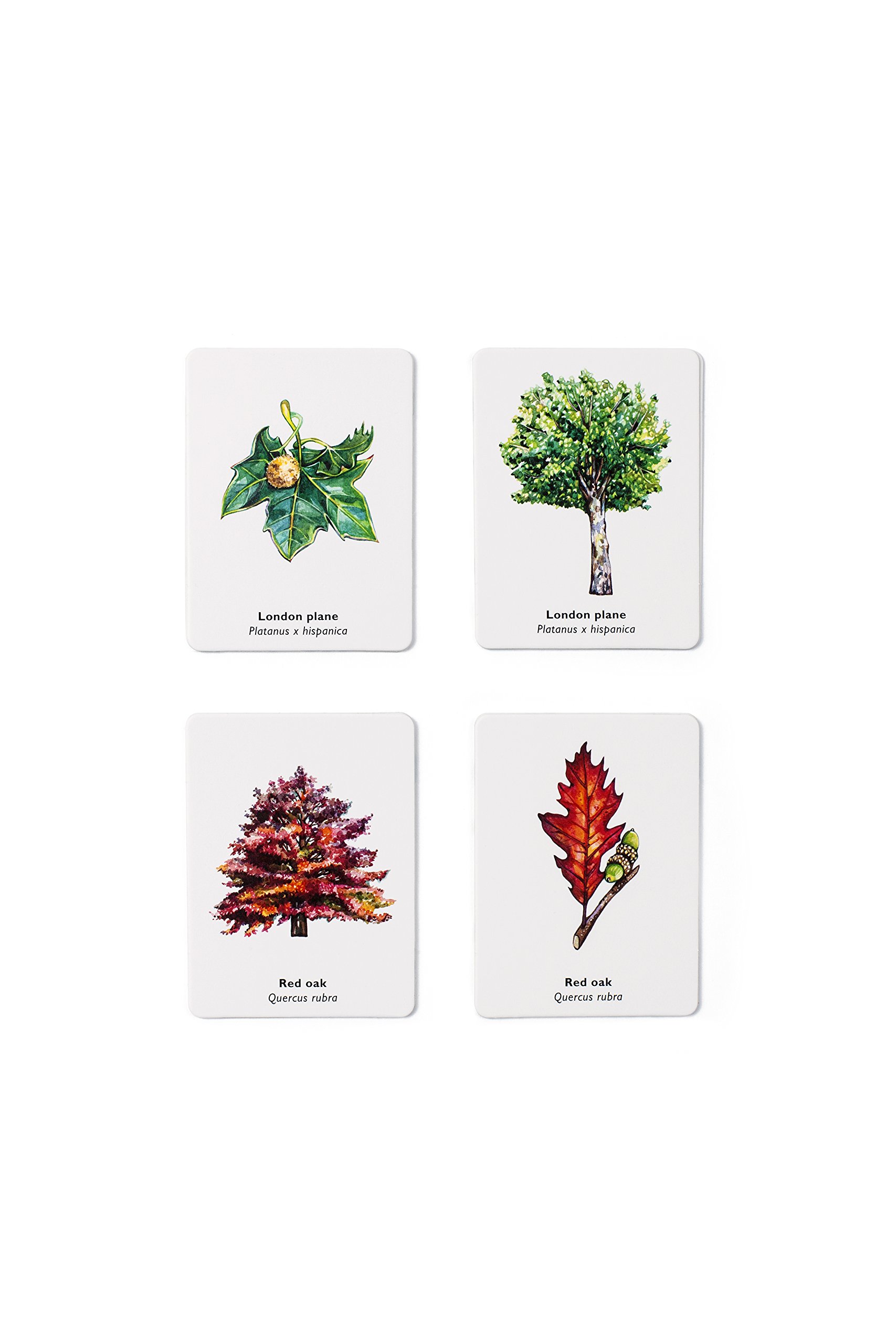 Match a Leaf - A Tree Memory Game משחק זיכרון