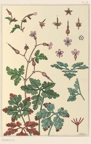 Plants and Their Application to Ornament