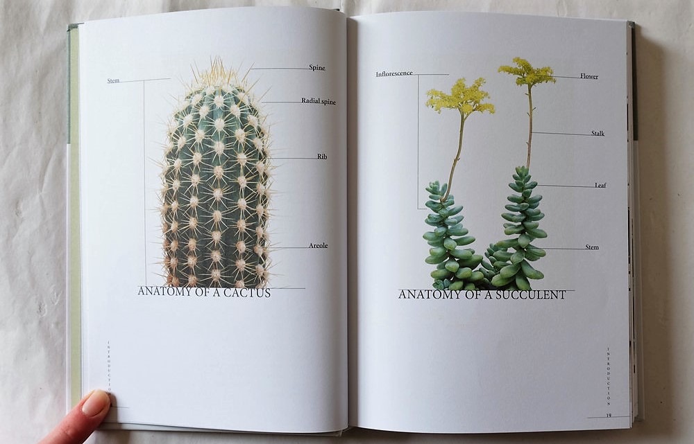 Prick: Cacti and Succulents