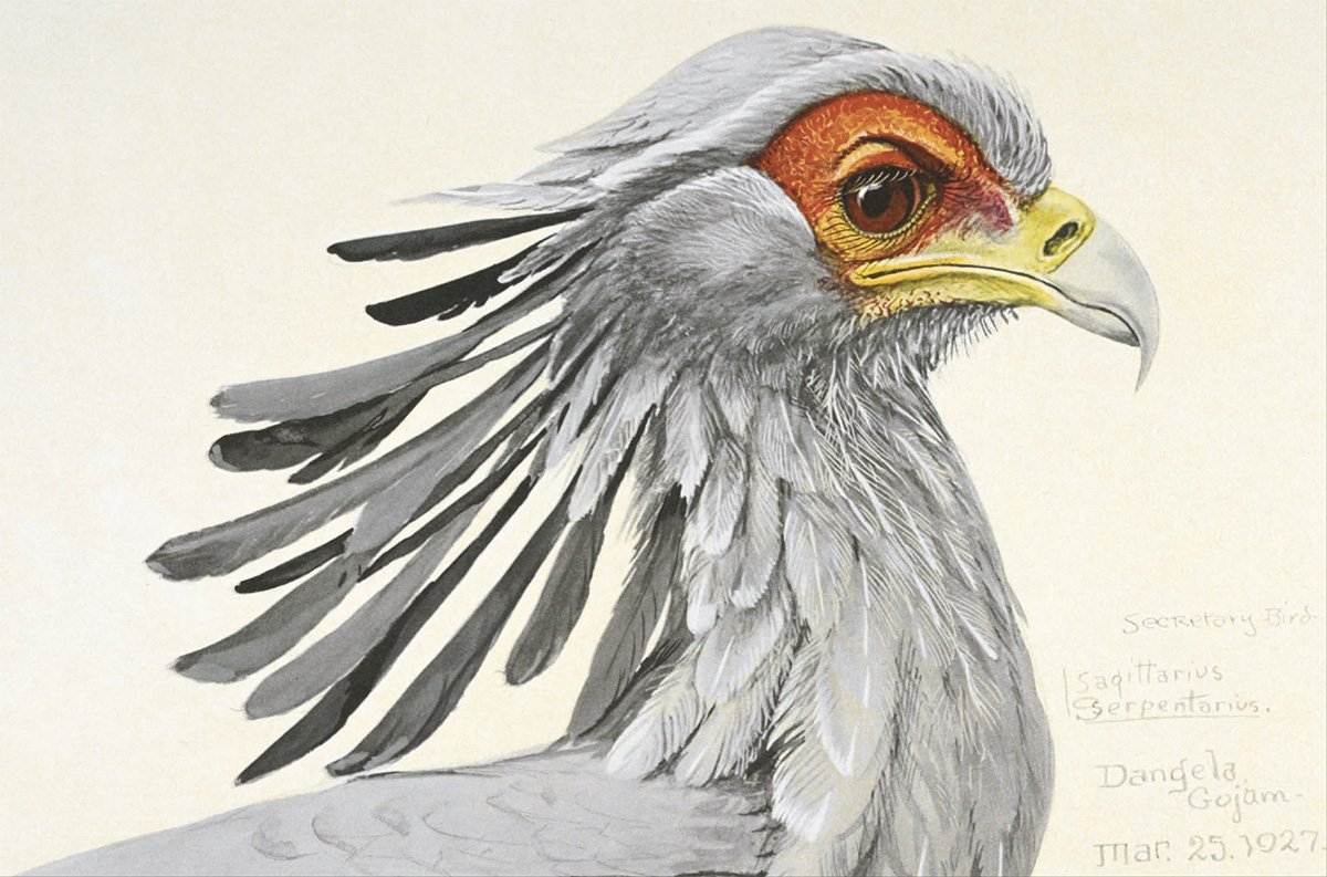 Remarkable Birds (2016)