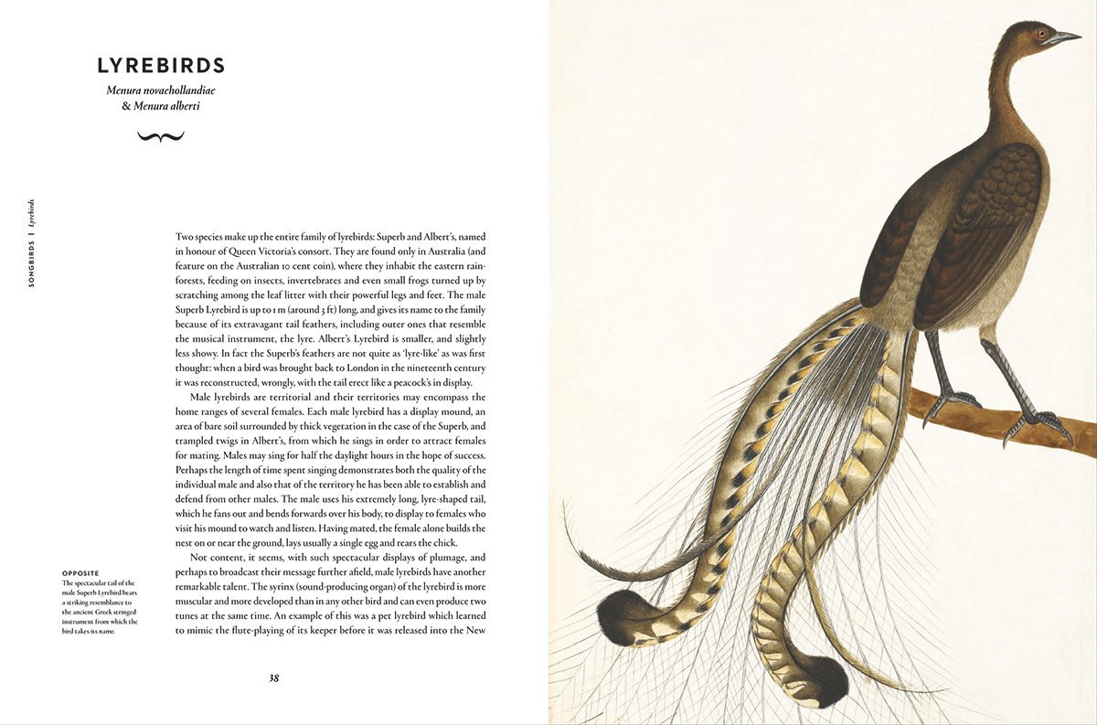 Remarkable Birds (2016)