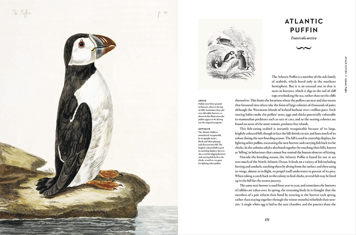 Remarkable Birds (2016)
