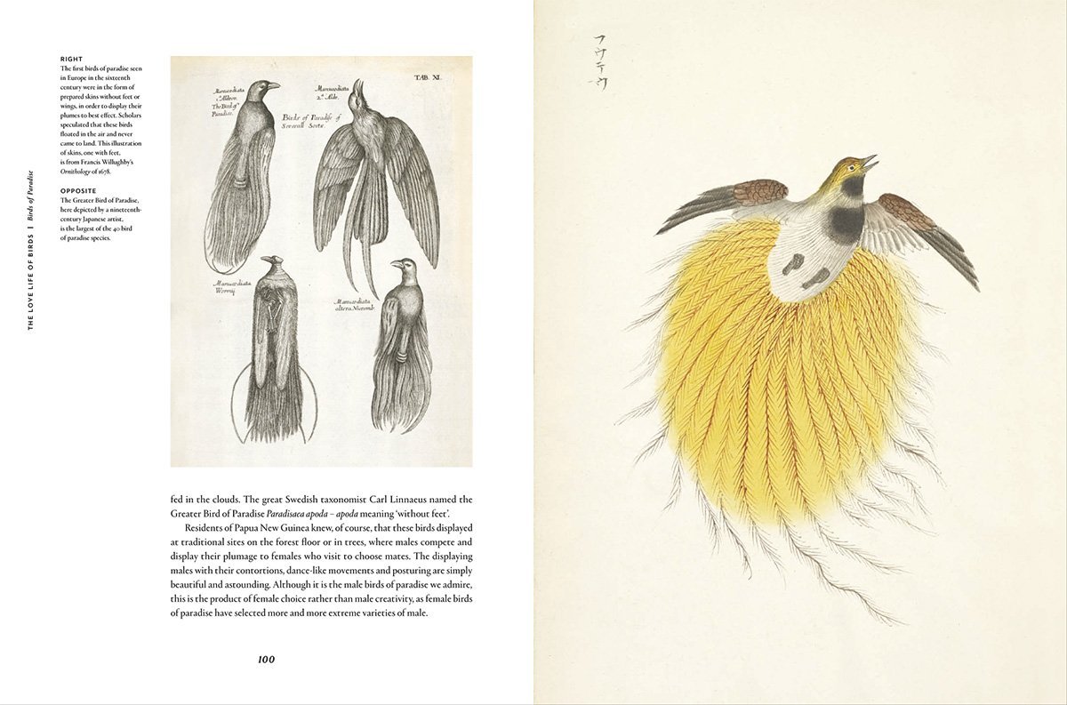 Remarkable Birds (2016)