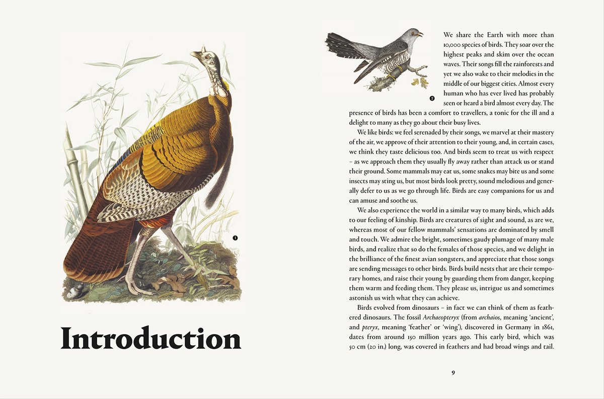Remarkable Birds (2016)