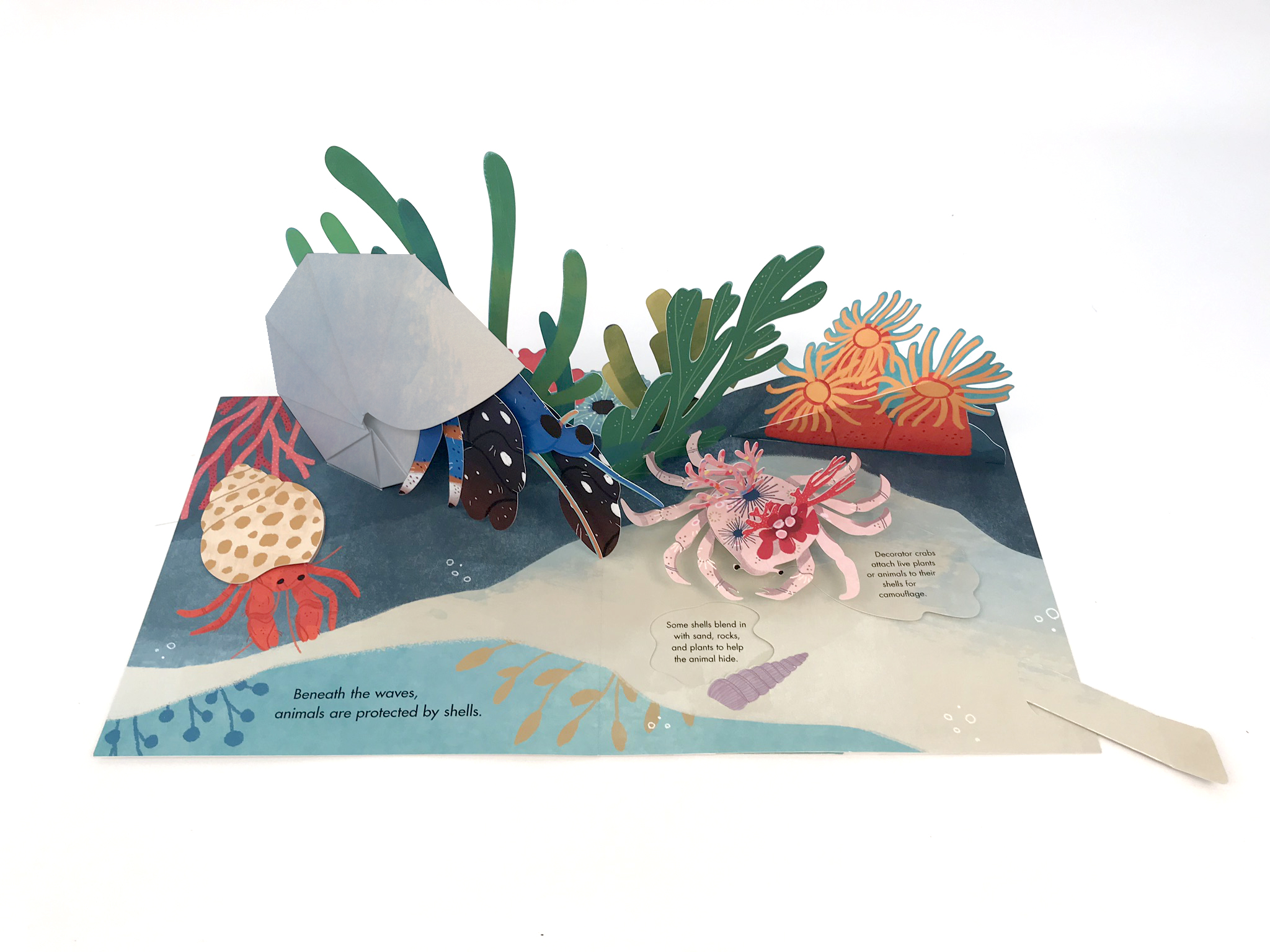 Shells: A Pop-Up Book of Wonder