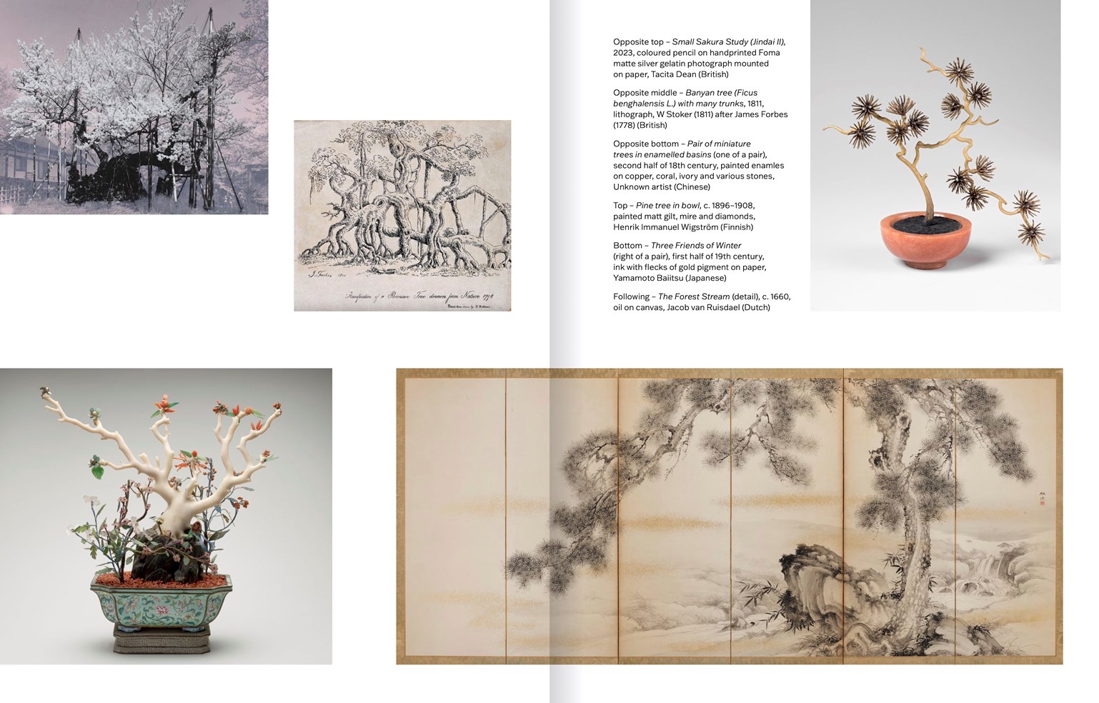 Slow Looking: The Art of Nature
