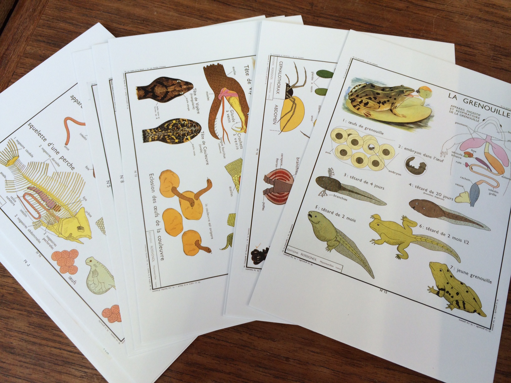 The Art of Instruction: Postcards 100 Postcards of Vintage Educational Charts