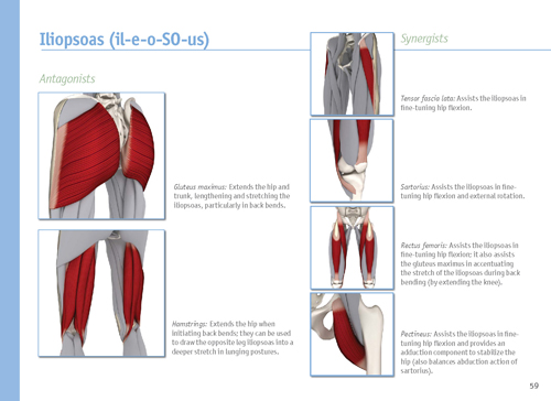 The Key Muscles of Yoga Scientific Keys Vol 1