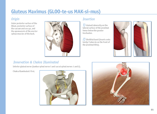 The Key Muscles of Yoga Scientific Keys Vol 1