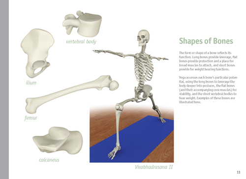 The Key Muscles of Yoga Scientific Keys Vol 1