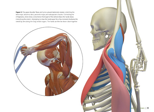 The Key Poses of Yoga Scientific Keys Vol 2