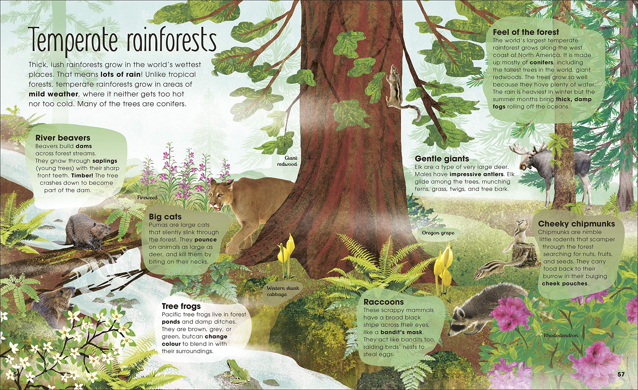 The Magic and Mystery of Trees