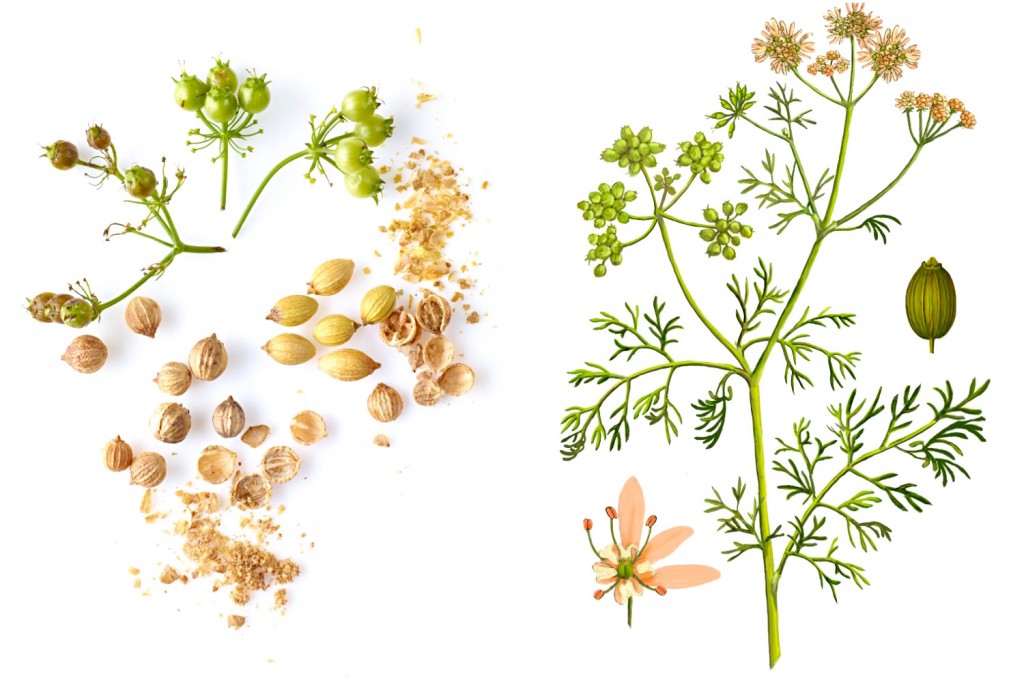 The Spice Companion