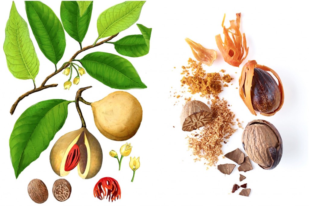 The Spice Companion