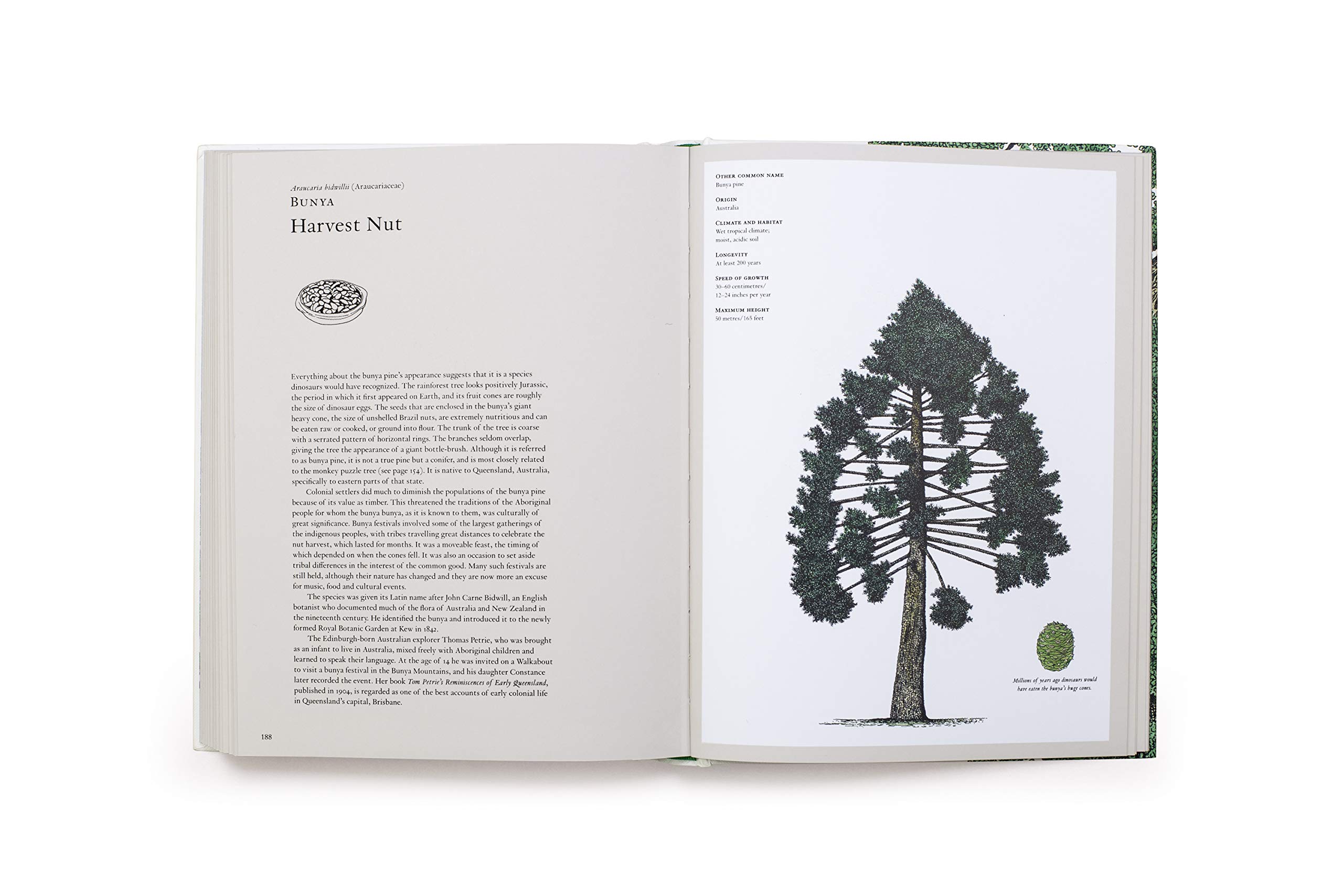 The Story of Trees
