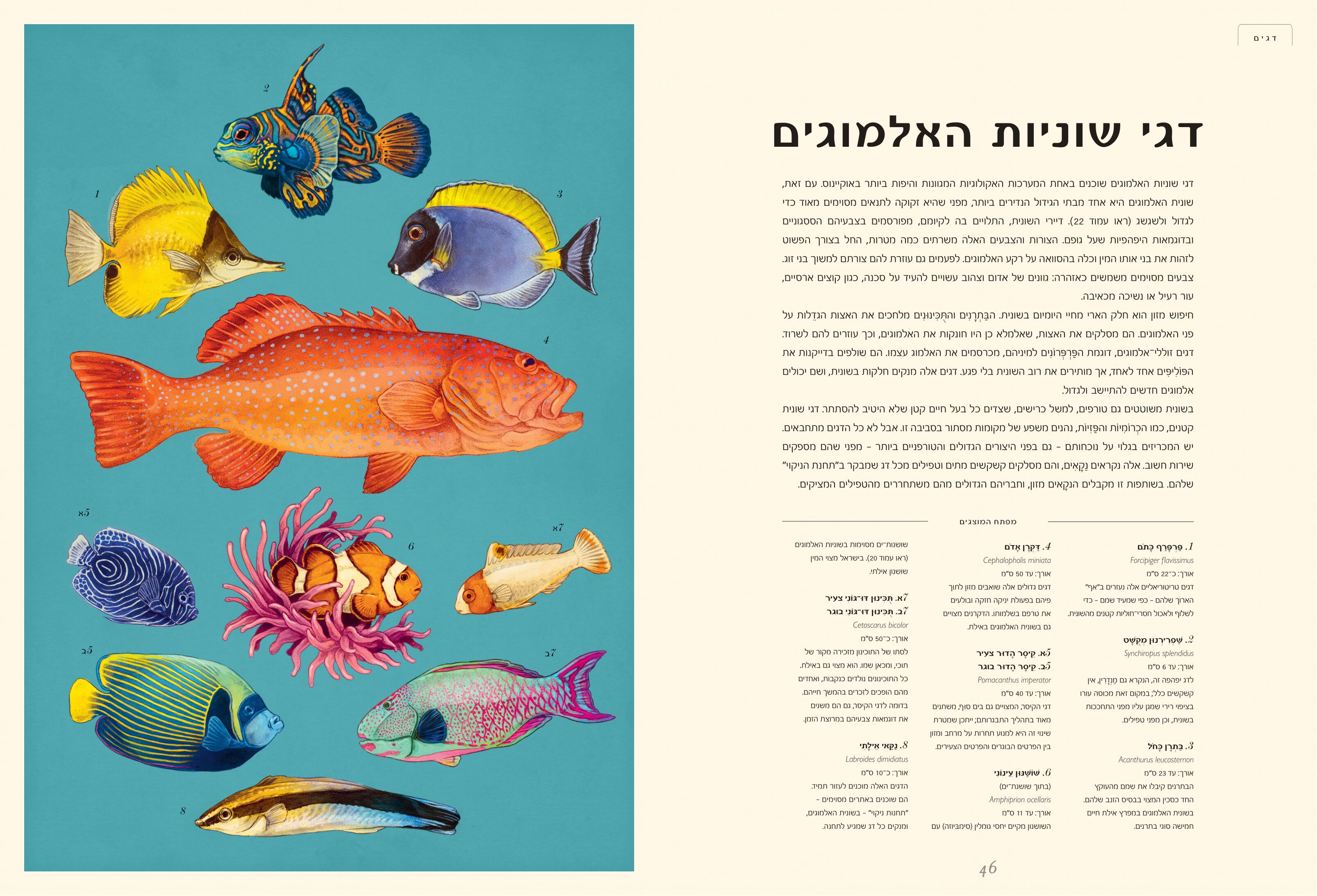 ספרים חדשים לילדות, לילדים וגם לפעוטות וקטנטנים