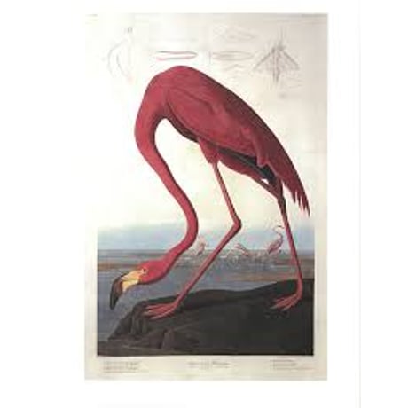 Amazing Rare Things The Art of Natural History in the Age of Discovery ...